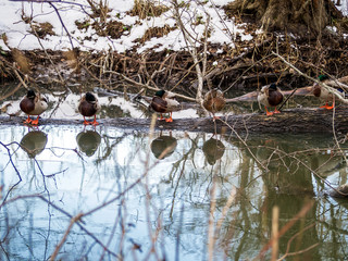 Beautiful water reflections and ducks   