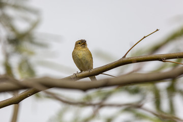Small flycatcher on a  branch