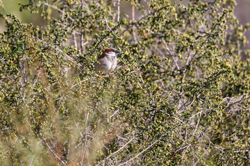 Single male sparrow