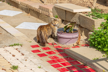 The beautiful furry brown color homeless cat