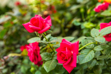 Two bright red ripe rose