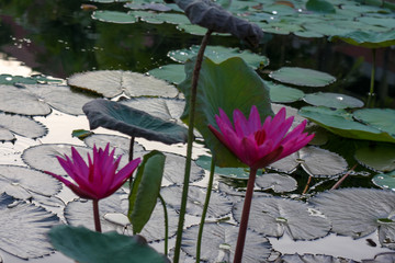 water lily (Lotus flower)