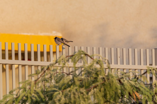 Two mature white-spectacled bulbuls on a fence
