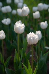 Angel's Wish, Triumph Tulip. Colorful Tulip flower fields.