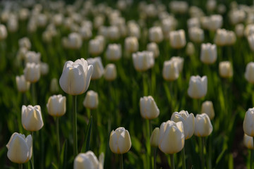 Angel's Wish, Triumph Tulip. Colorful Tulip flower fields.