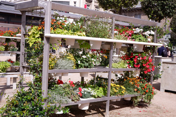 plantes sur des étagères
