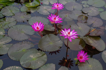 water lily (Lotus flower)