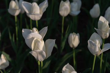 Fototapeta premium Tulip Snow White. Colorful Tulip flower fields.