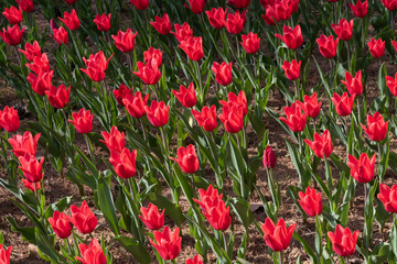 Red Triumph Tulip Capri. Colorful Tulip flower fields.