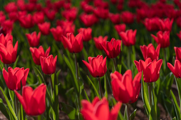 Red Triumph Tulip Capri. Colorful Tulip flower fields.