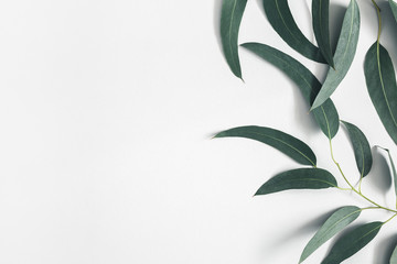Eucalyptus leaves on pastel gray background. Pattern made of eualyptus branches. Flat lay, top...