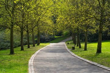 Obraz premium Beautiful way through the park among leafy green trees