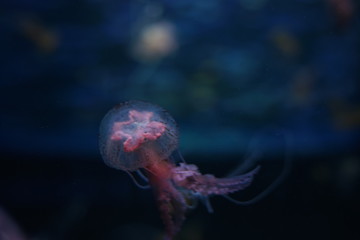 aquarium of jellyfish, fish, seaweed, good background