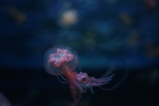 aquarium of jellyfish, fish, seaweed, good background
