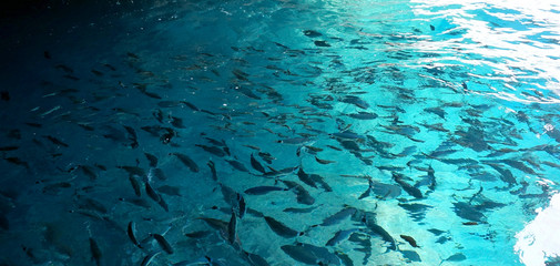 Many fish swim in the blue water