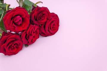 Roses on a pink background, a bouquet of red roses. Valentine's Day, Happy Mother's Day. Happy women's day. Copy cpace