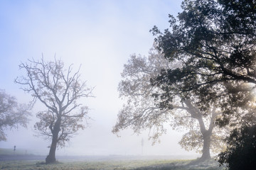 Fototapeta na wymiar Trees silhouette in the misty morning.