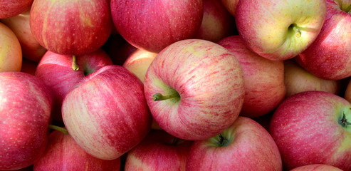 Rote Äpfel - Apfelernte in Südtirol