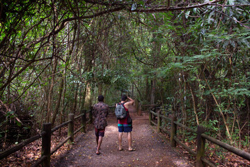 Obraz premium walking in forest