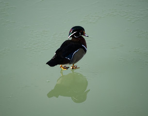 Male wood duck, aix sponsa, anatra sposa, walking on the frozen lake