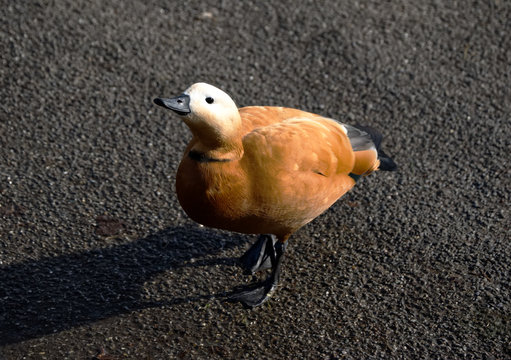 Female Ruddy shelduck, tadorna ferruginea, casarca ferruginea