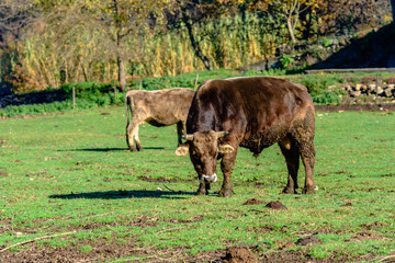 Cows grazing on a farmland.