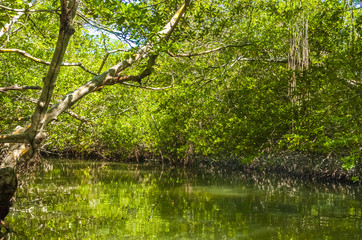 Mangrove Forest in Morrocoy National Park, Venezuela