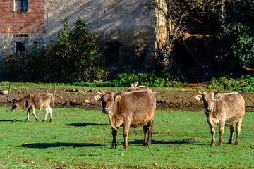 Brown cows on a farmland.