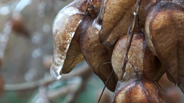 Ice Frozen leaves and plants in winter time