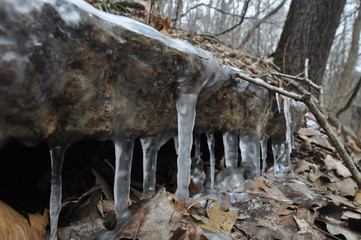 Icicles in forest in winter