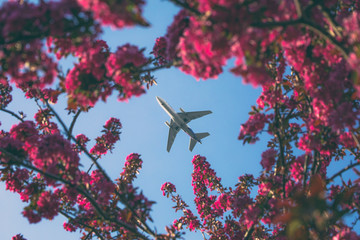 Spring Arrival