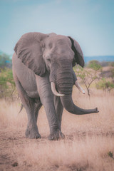 Kruger Elephants