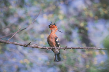 Hoopoe
