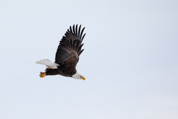 Eagle Launching