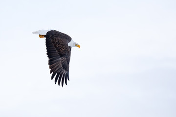 Bald Eagle Diving