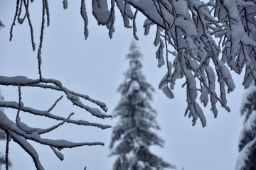 Zima na drzewach © Grzegorz Polak