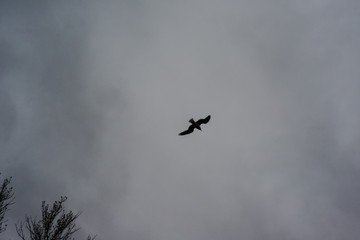 bird in the sky