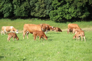 Braune Kühe auf einer Weide vor einem Wald 