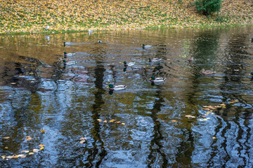 pond in the Park of St. Petersburg