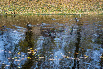 autumn landscape in the Park of St. Petersburg