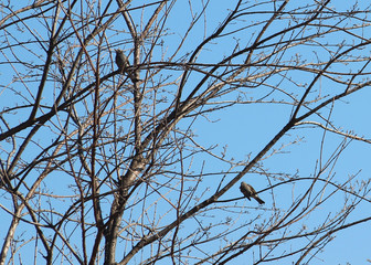 겨울 나무가지에 새