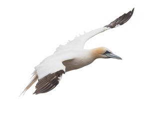 Fliegender Basstölpel (Morus bassanus oder Sula bassana), freigestellt, Helgoland, Schleswig-Holstein, Deutschland, Europa 