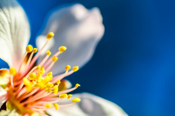 Almond flower Almond Tree Close-up Macro Photo