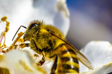 Bee Bumblebee Hornet Wasp Sirfide Hoverfly Flower of Almond Tree