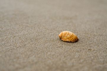 Detail of a shell on the sand of the beach on a sunny day
