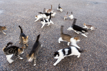 Obraz premium Homeless cats waiting for food.
