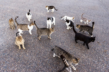 Homeless cats waiting for food. © kamira