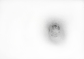 English Bulldog (1 years old)