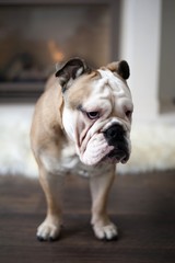 English Bulldog (1 years old)