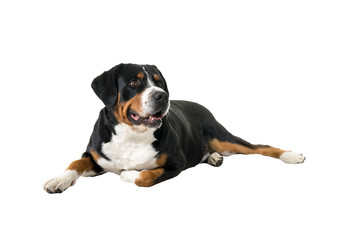 Greater Swiss Mountain Dog lying down sideways and looking away from the camera